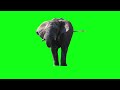 Elephant Green Screen Elephant Drinking Water