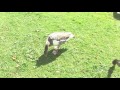 Englischer Garten im Sommer 2011 