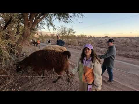 Walking with llamas in San Pedro de Atacama, Chile
