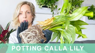 How To Pot Calla Lily Into Lechuza Classico Planter - Green Moments With Juliette Ep #18