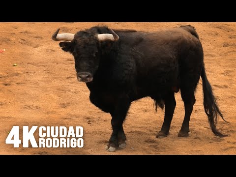 4K Ciudad Rodrigo Carnaval del Toro 2023