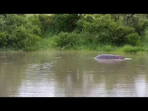 Djuma: Hippo enjoying the extra water from the rains - 17:58- 01/24/21
