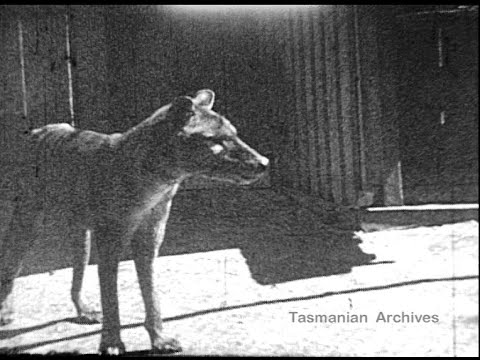 Cover image for Film - Beaumaris Zoo thylacine - prod. Bester