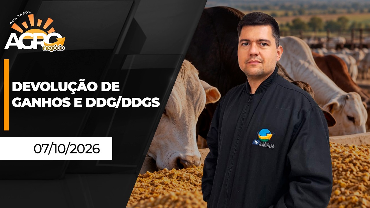 BOA TARDE AGRO - Devolução de ganhos e DDG/DDGS