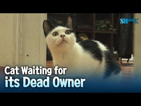Cat Waiting For Its Dead Owner