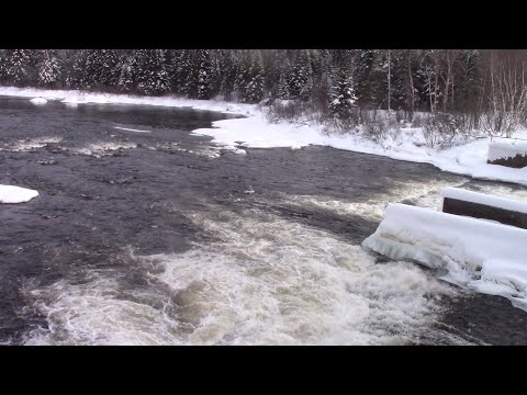 The Woodpecker - Valentine day 2022