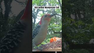 Download lagu Suara Burung Pelatuk Perut Merah #burungpelatuk #suara #suaraburung #satwa liar mp3