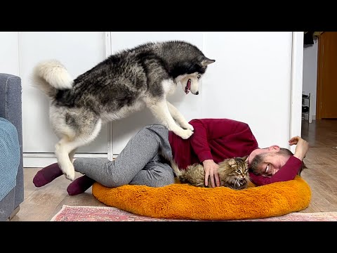 Neues Hundebett stehlen! Lustige Husky-Reaktion