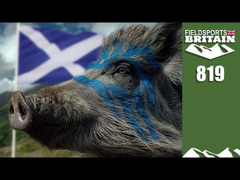 Fieldsports Britain – Get ready, McBoar are coming