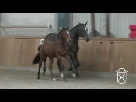 RD017 Hengstfohlen von Uriko - Cormint - Corrado I