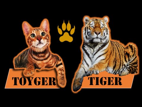 The Tiger-cat - TOYGER cat breed