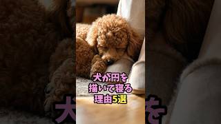 飼い主の足元で丸くなる犬 / 飼い主大好き のサムネイル