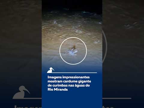 🐟Imagens impressionantes mostram cardume gigante de curimbas nas águas do Rio Miranda