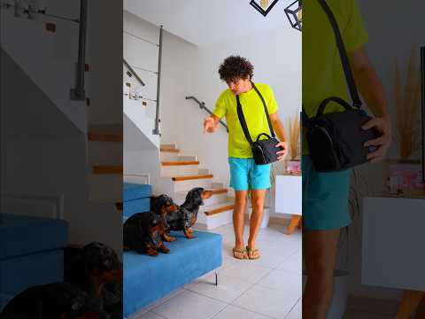 Mis perritos solos en Casa 😱🐶 #perrosalchicha
