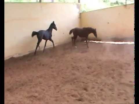 Potros de Elite -  Holsteiners fillies