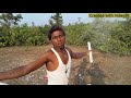 Jodi Ek Duti Mon Bhalobasa Nei Moron