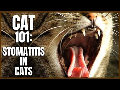 Cat 101: Stomatitis in Cats