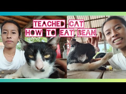 Cat eating Beans,My Cat Action, Animal TK