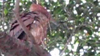 preview picture of video '黑冠麻鷺Gorsachius melanolophus'