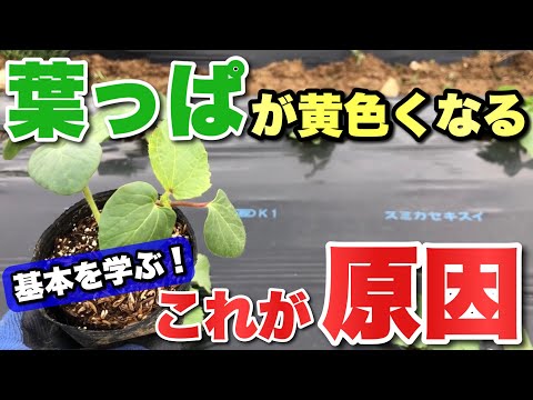 , title : '【葉が黄色くなる原因】なぜ葉っぱが黄色くなってしまうのか？分かりやすく解説します！！'