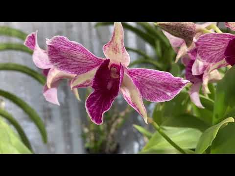 Orchids in bloom or in spike 3-20-21