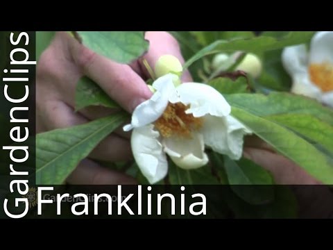 download lagu mp3 mp4 Buy Franklinia Tree, download lagu Buy Franklinia Tree gratis, unduh video klip Buy Franklinia Tree