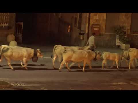 ORE 3,30 PASSA LA TRANSUMANZA DI MUCCHE A ROBILANTE (CN) 15 - 6 - 2018