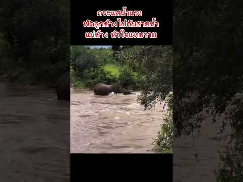 สุดระทึก ลูกช้างถูกกระแสน้ำพัด (แม่ช้างหัวใจแทบวาย เพราะเป็นห่วงลูก)