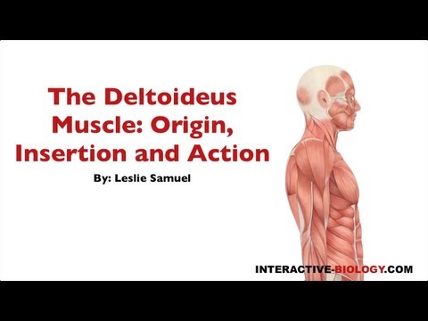 090 The Deltoideus Muscle: Origin, Insertion, and Action