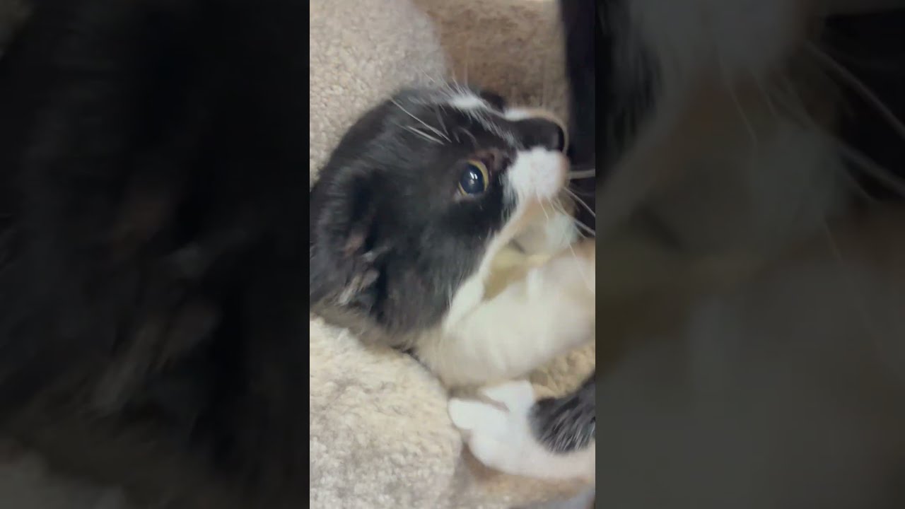 Enlarge Shorty & Maria, a bonded pair, a Adoptable Domestic Long Hair in Tillamook, OR video 6/6