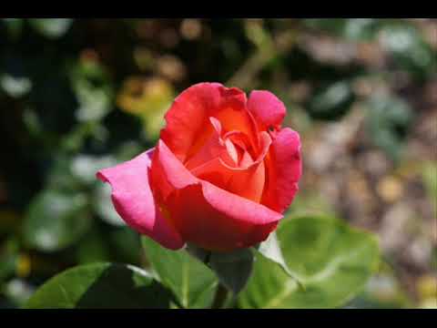 Dos Gardenias  Antonio Machín