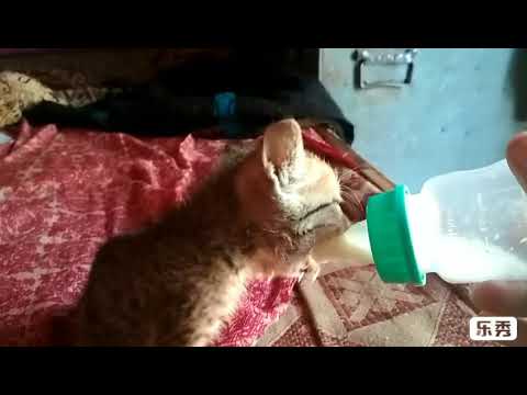 इस दुनिया में बिन मां के जीना बहुत ही मुश्किल है पर दिल में मां जैसा प्यार हो तो कुछ भी नामुमकिन नही