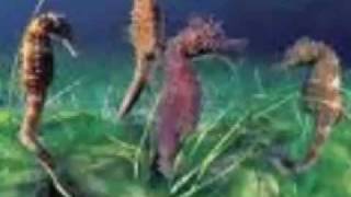 In The Garden Of The Seahorses- James Mellish Original Song