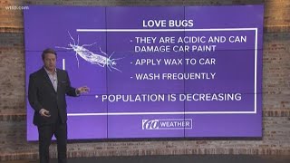 Good Question: What is a lovebug?
