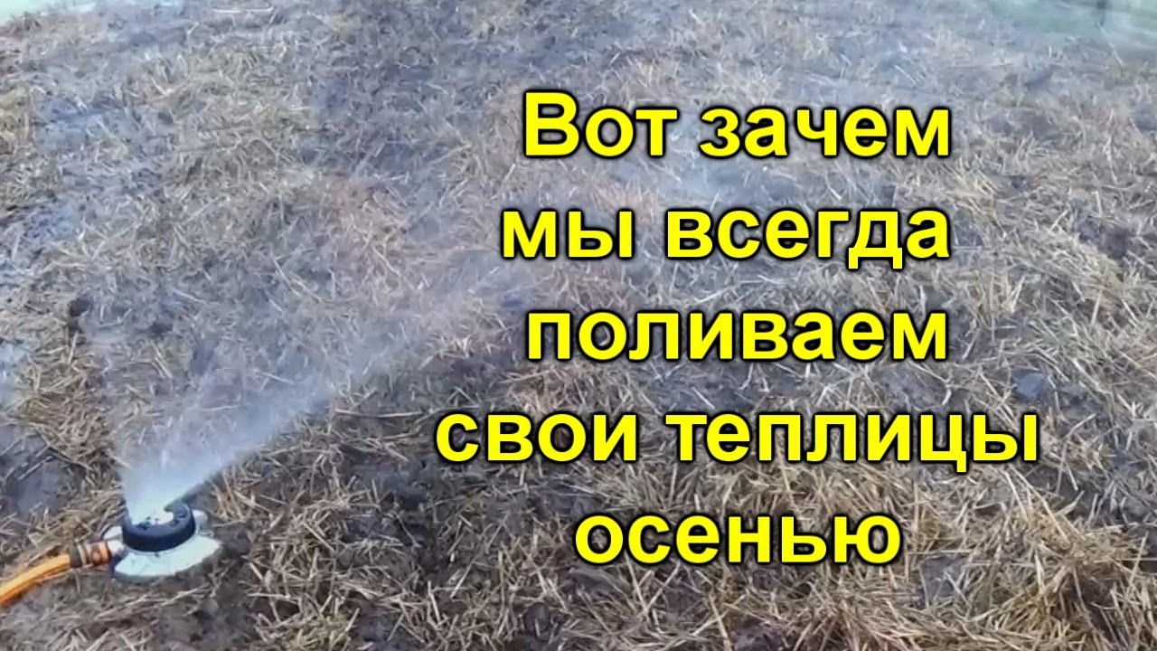 Вот зачем мы всегда поливаем свои теплицы осенью.