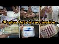 30 plus cats ki vaccination krwai my all cats vaccination schedule kon si vaccination krwayen