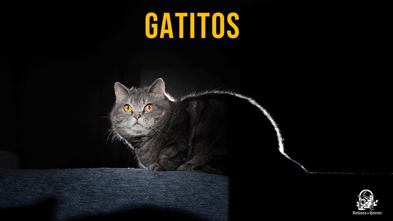 Gatitos (Historias De Terror)