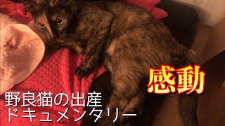 [妊娠した野良猫がうちで子供を産んじゃった]#1 まさかうちで...ロフトかしたるから頑張って！【野良猫出産】