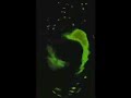 MOST POPULAR VIDEO Samsung Galaxy S2 Effects 1 Reversed