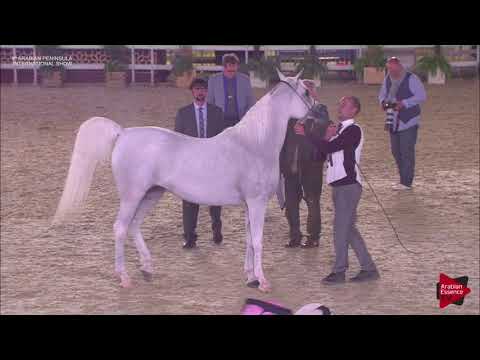N.131 NOOR AL RAYYAN - 2019 Qatar Int. Peninsula show - Mares 7 to 10 years old (Class 8)