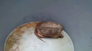 preview picture of video 'Tortugas lagarto rescatadas y liberadas en el tortugero de la universidad ITESCO'