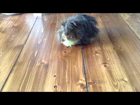 Walk like a guinea pig!