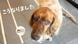 【犬の日常Vlog】#6 保護犬が家庭犬になって1年経つとこうなります／愛犬オスカの1日ルーティン