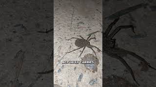 Don’t Step On This Spider! 💀