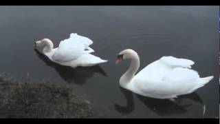 Na`Vi and Angry Birds