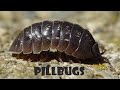 PIllbugs