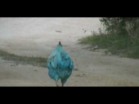 download lagu mp3 mp4 Blue Rooster, download lagu Blue Rooster gratis, unduh video klip Blue Rooster