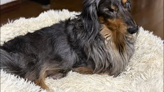 ネルくんと少しだけライブ🐶 | 作業や勉強、睡眠のおともに | 犬のいる暮らし