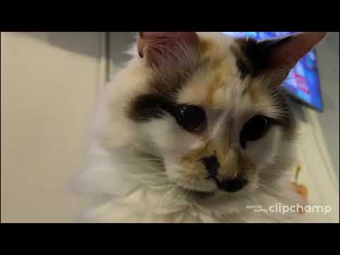 Video Compuesto: Leonela