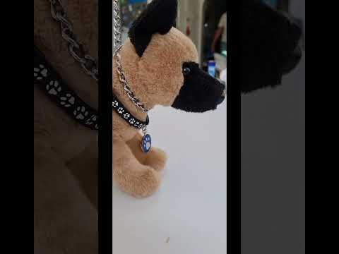 malinois douglas cuddle toys 360 #dogcomunity #essacommunity #emotionalsupportstuffedanimal